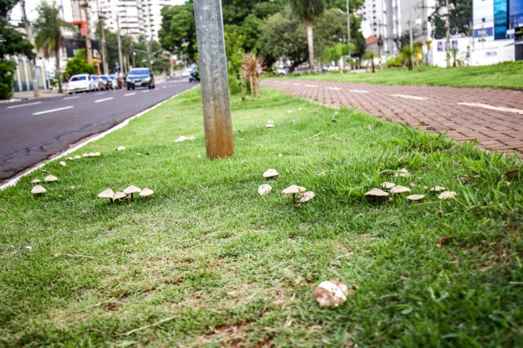 Explosão de cogumentos após chuva. Foto: Nathalia Alcântara/Jornal Midiamax