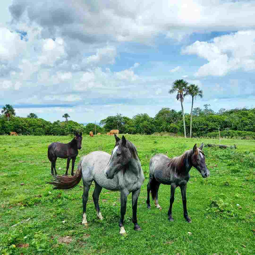 Fazenda-igrejinha02 (1)