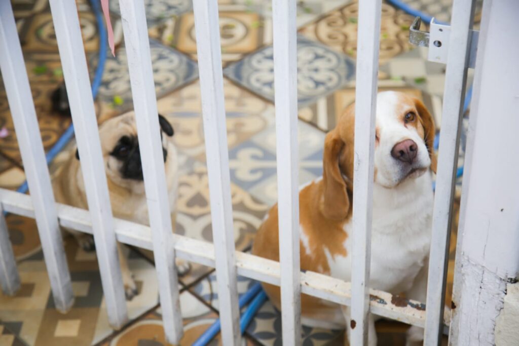 Elizabeth diz que cachorros não mexem em nenhum coelho. Foto: Henrique Arakaki/Jornal Midiamax