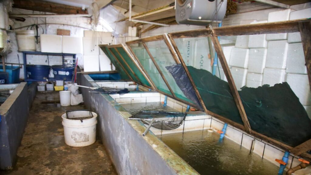 isca pesca piracema