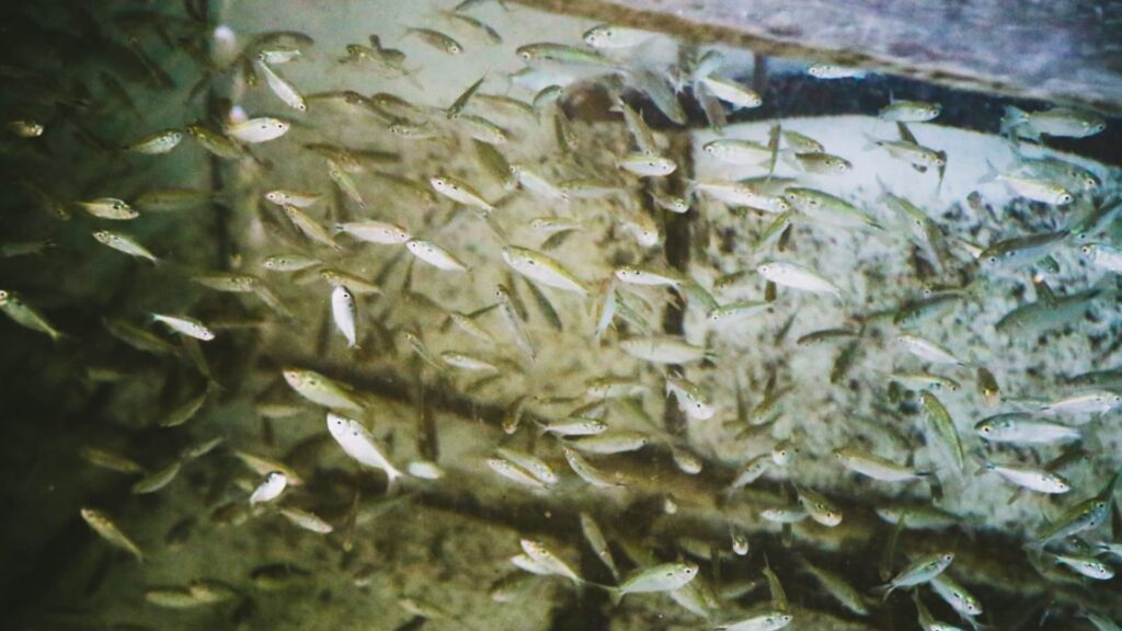 isca piracema