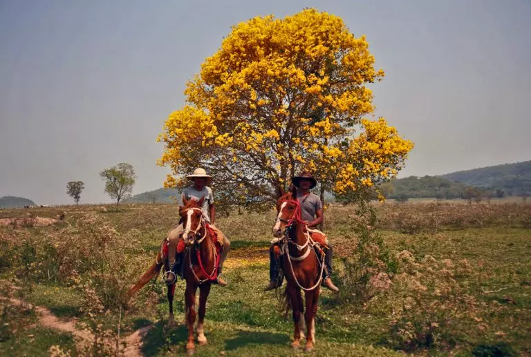 O peão da fazenda ainda é o principal público das selarias, mas as novas gerações de seleiros vêm se adequando às exigências e oportunidades do mercado. (Foto Marcos Ermínio/Jornal Midiamax)