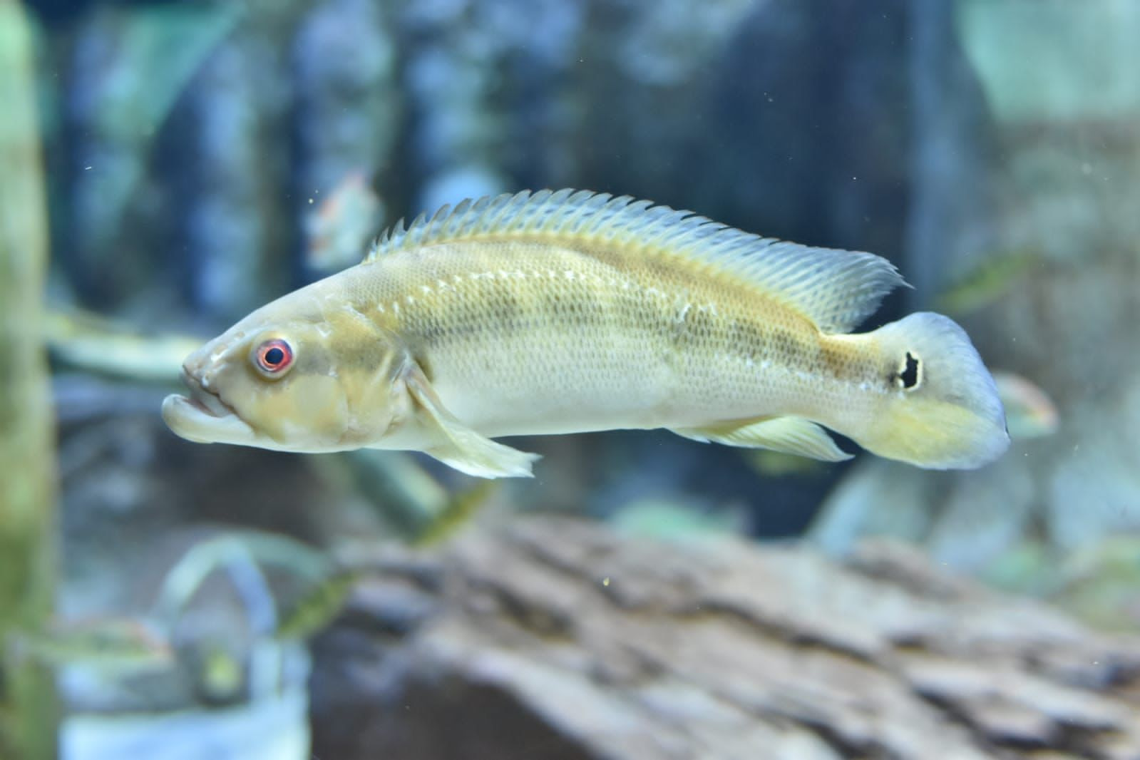 Tobias era um dos mais velhos peixes do Bioparque Pantanal - (Foto: Divulgação/Bioparque)