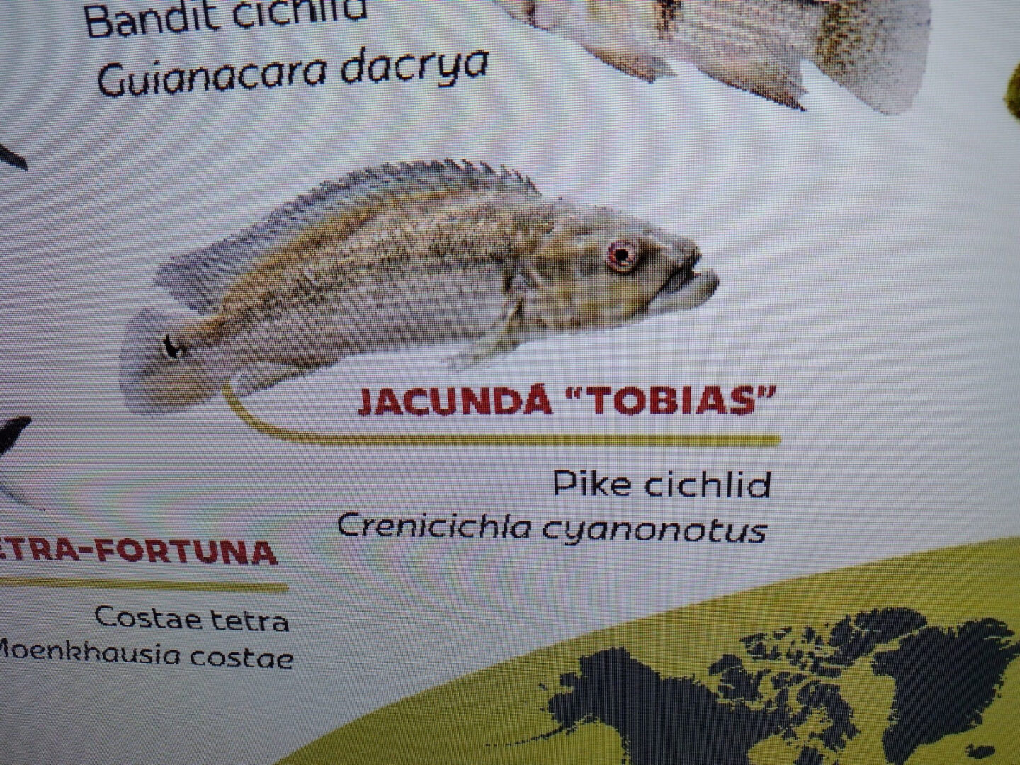 Mesmo morto, Tobias é anunciado como espécie presente em tanque - (Foto: João Ramos/Midiamax) peixe bioparque pantanal
