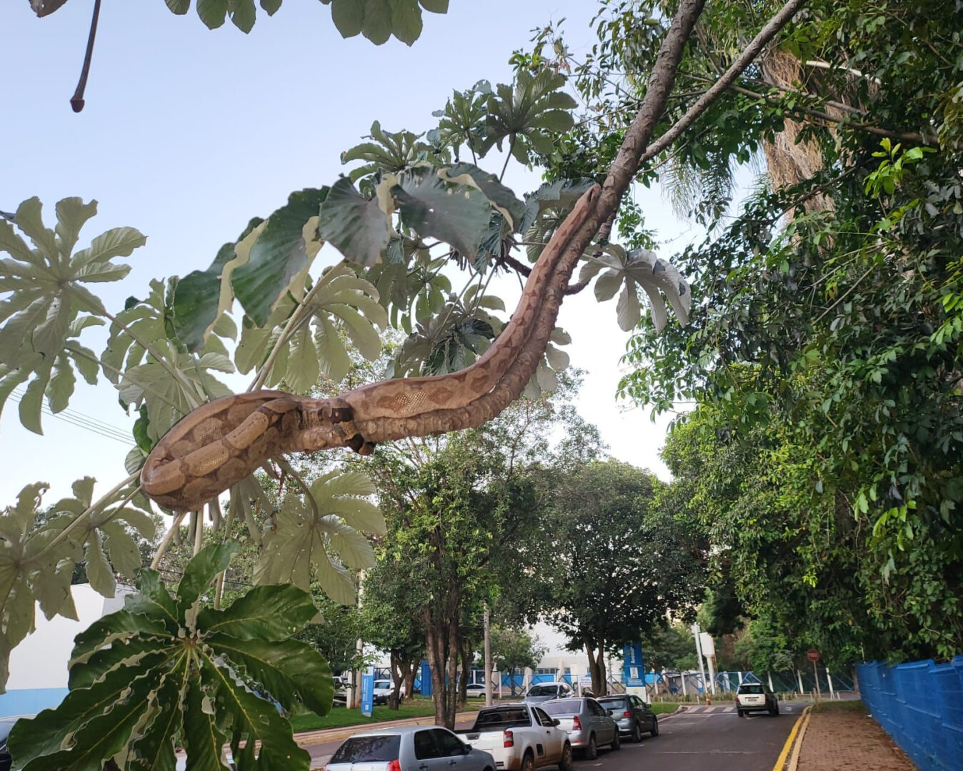 Clotilde se "exibindo" em galho de embaúba na UFMS - (Foto: Universidade Federal de Mato Grosso do Sul)