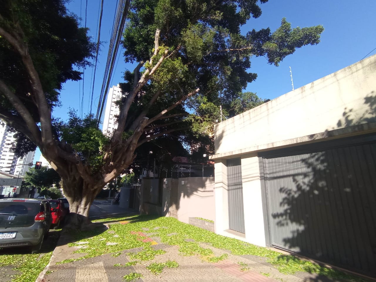 Ficus Benjamina