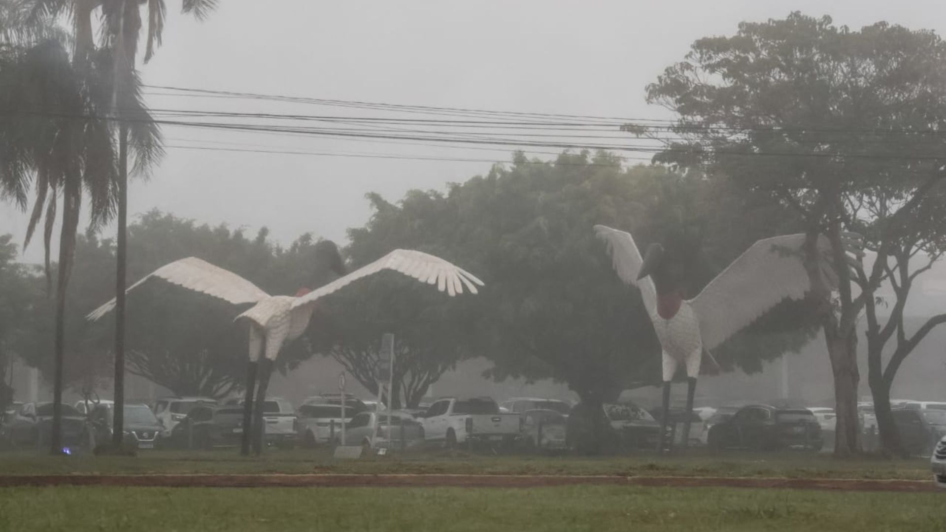 neblina