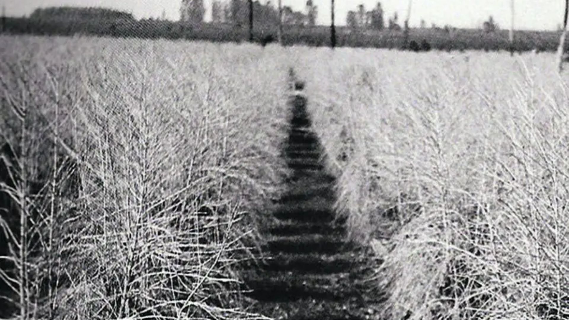 Geada de 1975