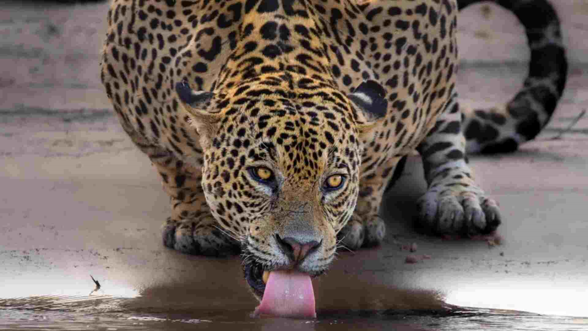 Onça bebendo água no Rio São Lourenço, na divisa entre Mato Grosso do Sul e Mato Grosso. (Gustavo Figueirôa/Arquivo Pessoal)
