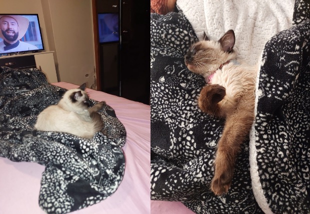gata balinês