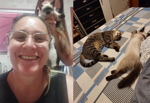 gata balinês