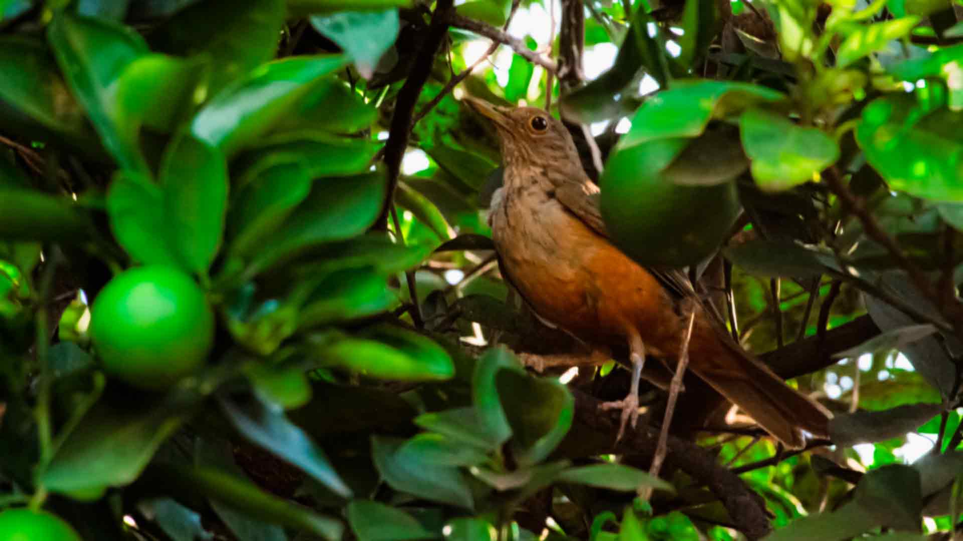 Sabiá-laranjeira (Madu Livramento, Midiamax)