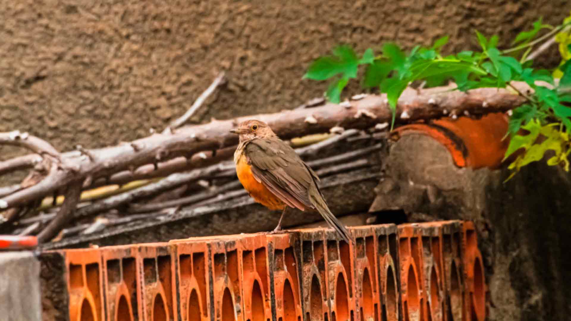 Sabiá-laranjeira (Madu Livramento, Midiamax)
