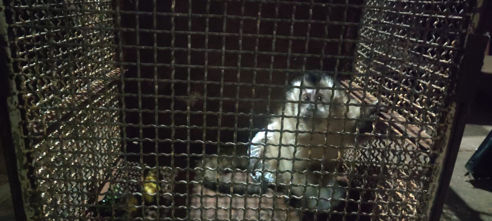 Macaco-prego resgatado pela PMA