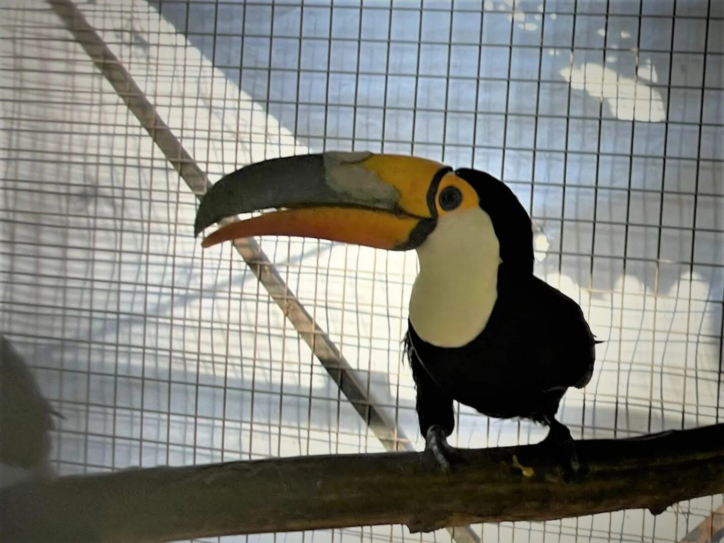 Tucano