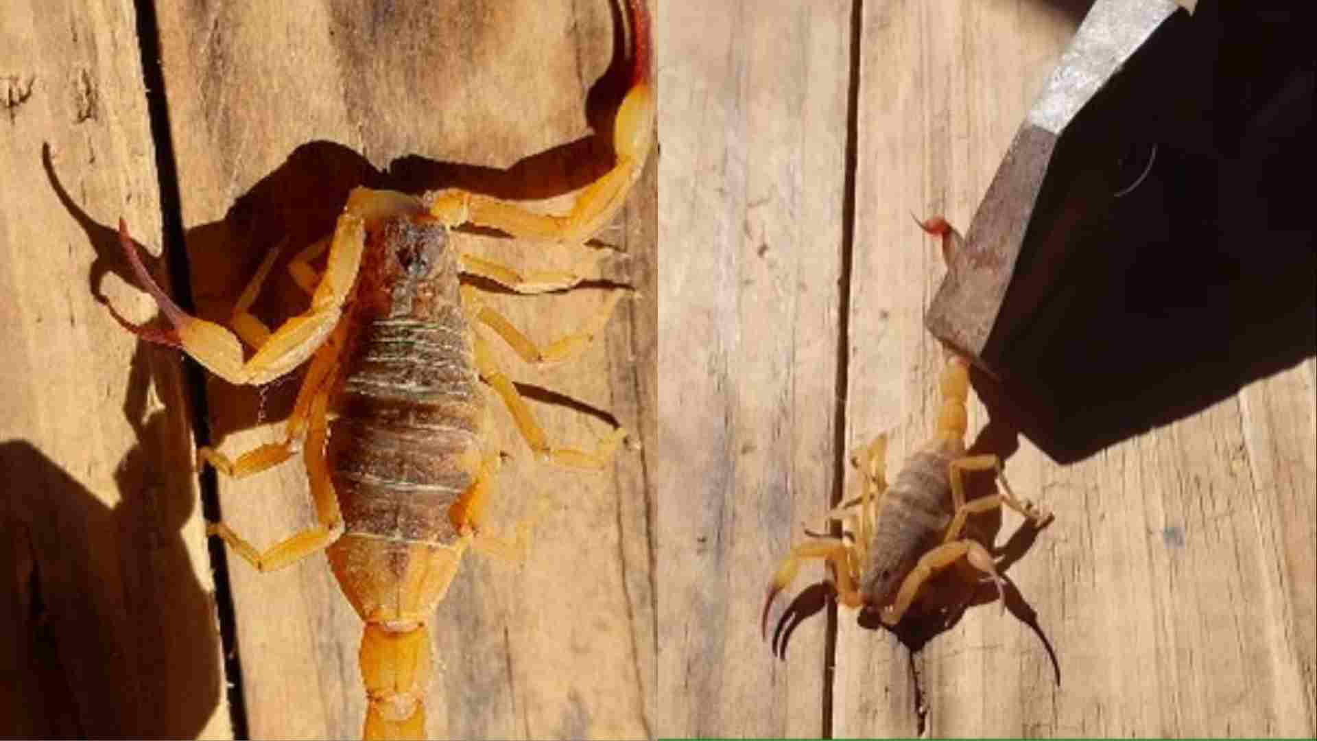 escorpião