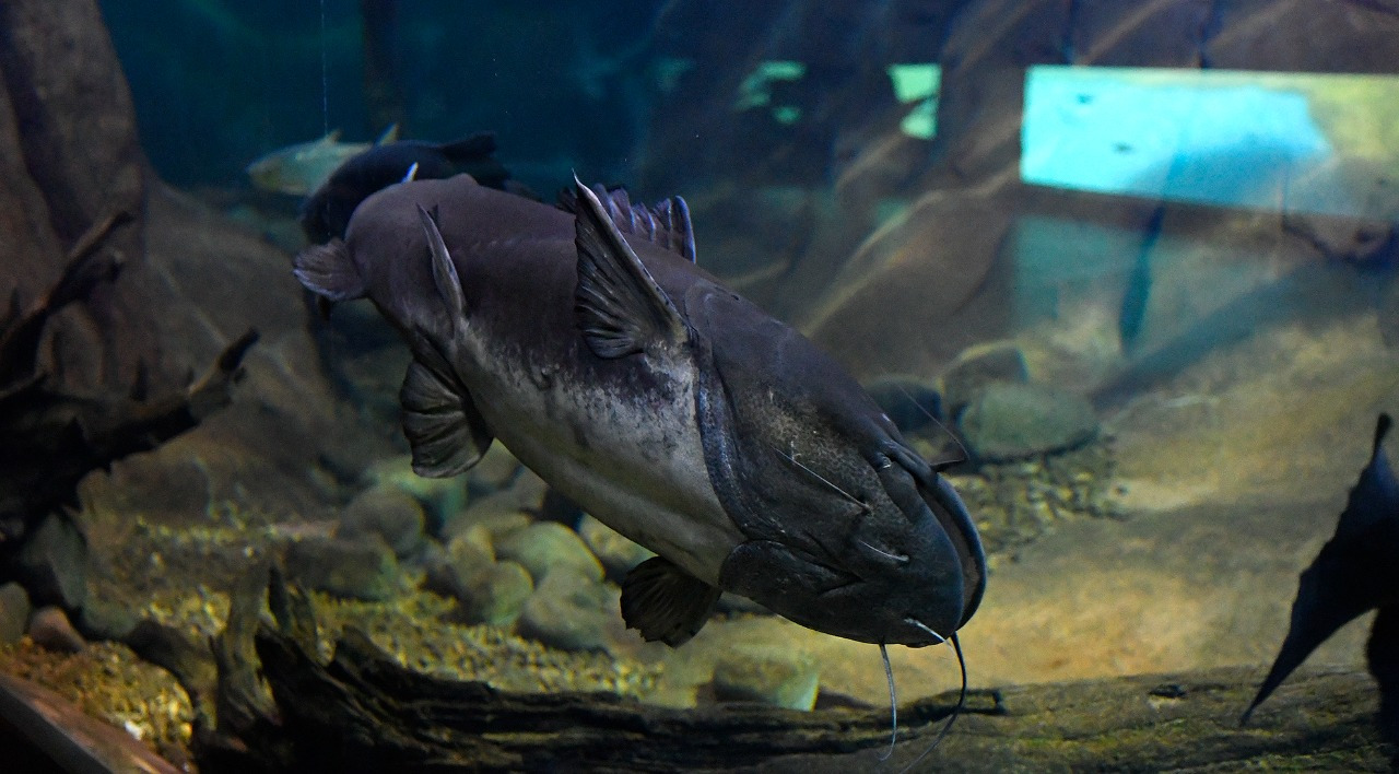 pirarucu bioparque