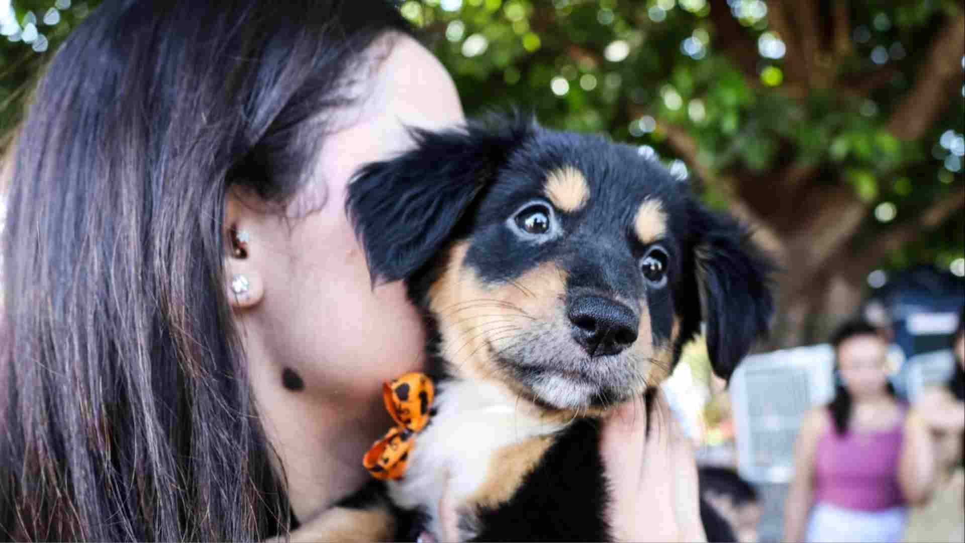 cão gato adoção