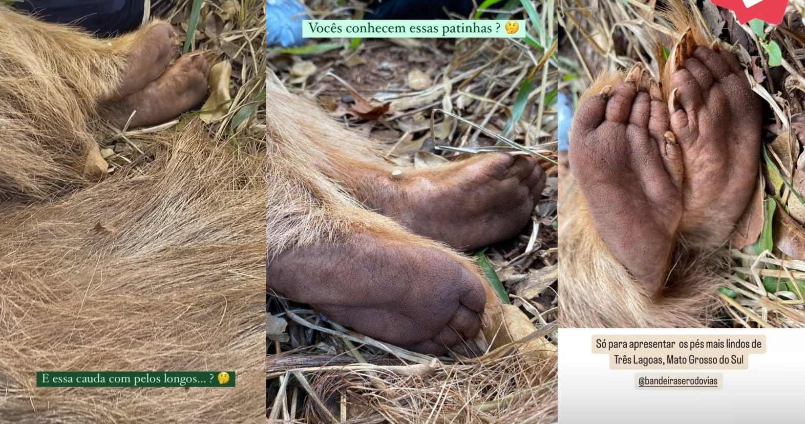 Patas de alvinho, único tamanduá-bandeira albino capturado no mundo - (Fotos: Projeto Bandeiras e Rodovias)