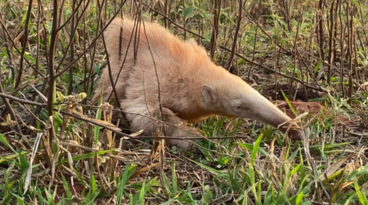 Pesquisadores querem compreender as estratégias de sobrevivência deste indivíduo raro na natureza - (Foto: ICAS)