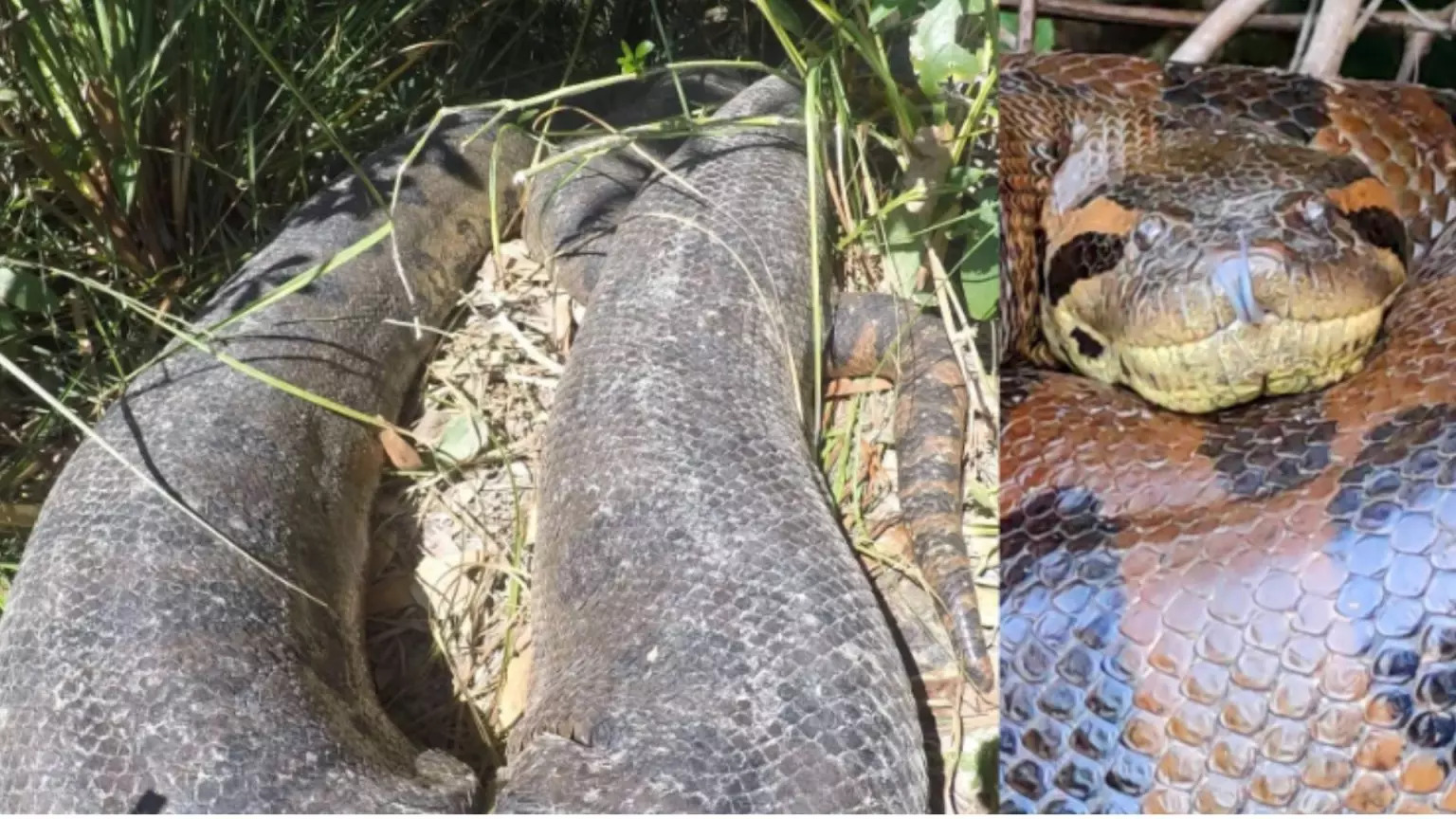 Uma grande sucuri flagrada em Bonito pelo guia Vilmar Teixeira, conhecido como "pai das sucuris" - (Fotos: Vilmar Teixeira)