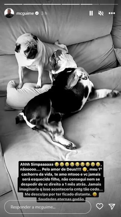 cachorro de lexa