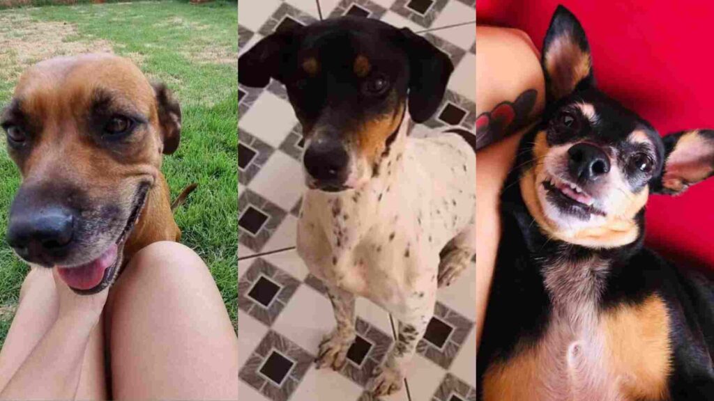 cachorros pet