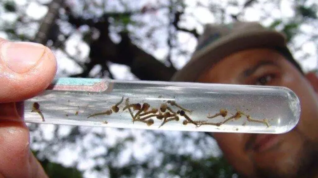 Dengue
