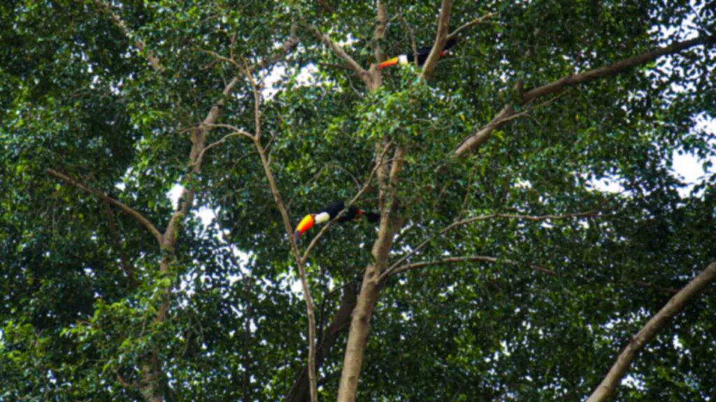 Encontro de tucanos Campo Grande MS_Madu Livramento Midiamax (2)