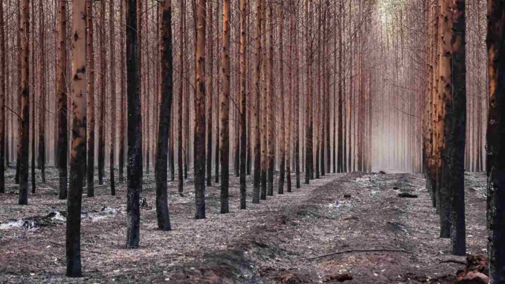 Incêndios na região de Água Clara