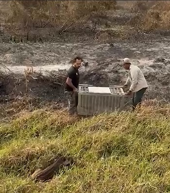 Momento do resgate da anta Melancia - (Foto: Reprodução)