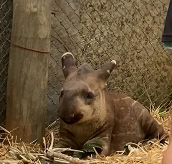 Anta Melancia em seu recinto no Onçafari - (Foto: Reprodução)