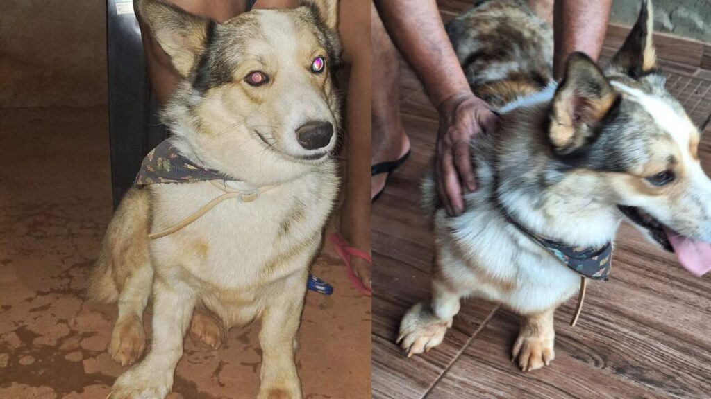 Cachorro