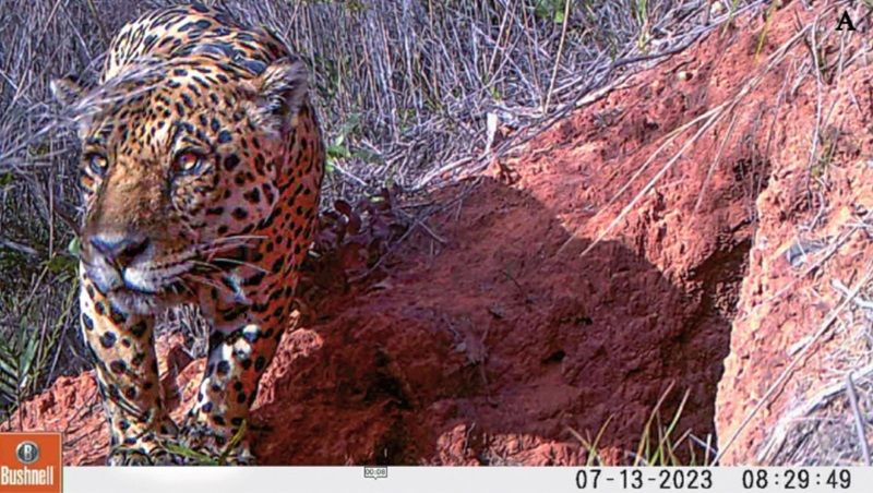 Onça olhou em volta antes de entrar no buraco do tatu - (Foto: Icas)