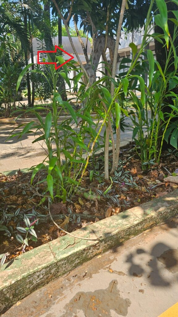 Serpente camuflada em canteiro TJMS - (Foto: Reprodução, Fala Povo)