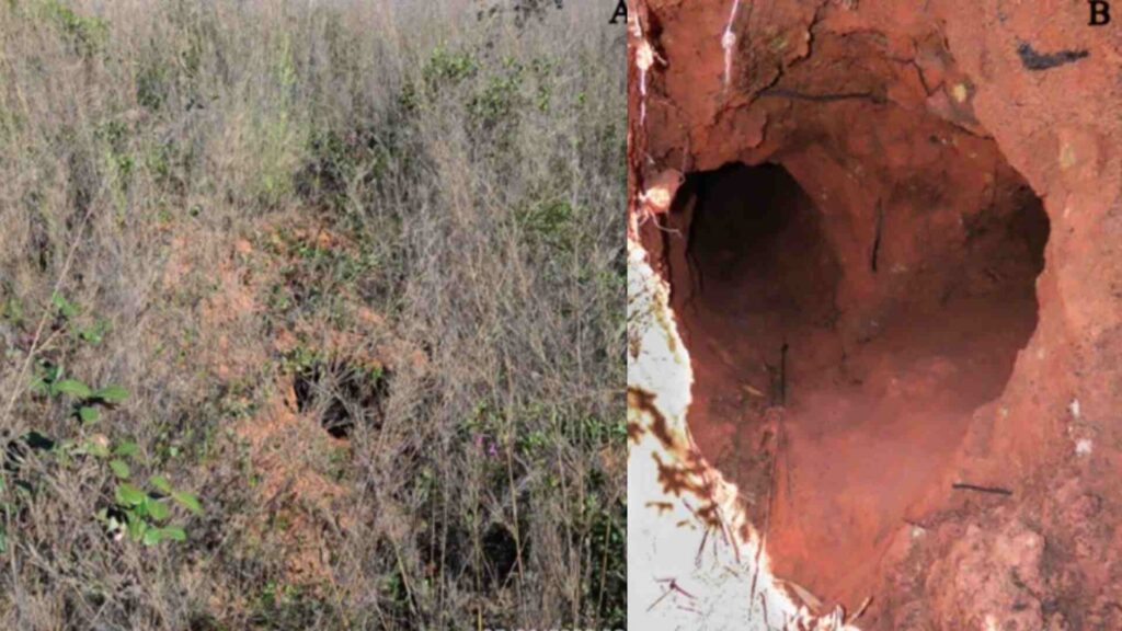 Vegetação camuflou toca do tatu, mas onça foi perspicaz - (Fotos: Icas)