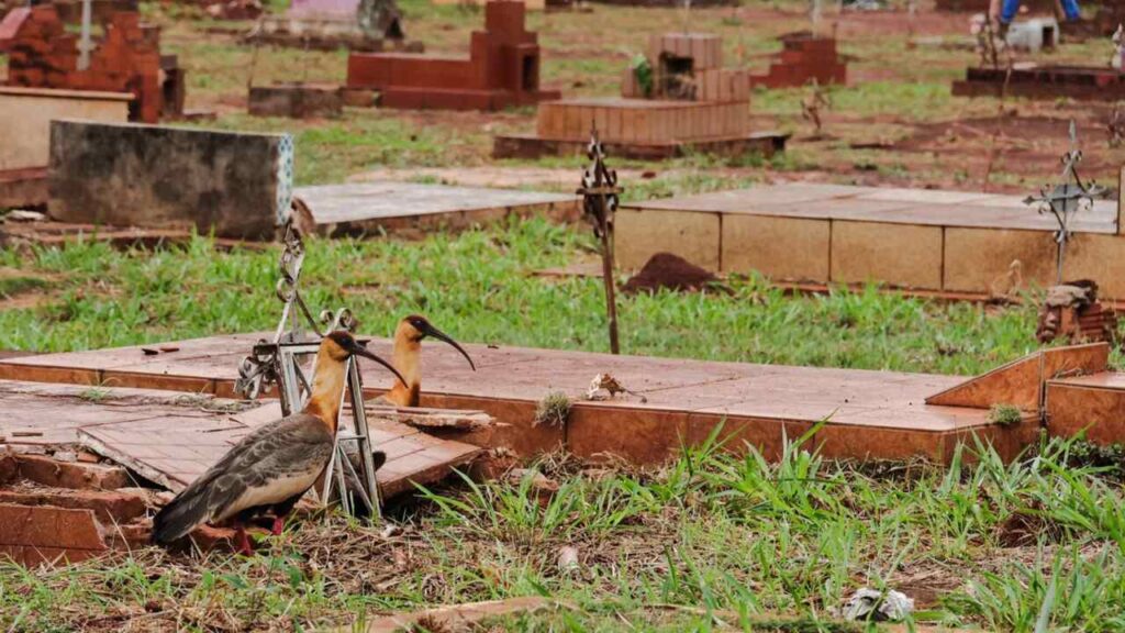 Reclamação sobre estado do cemitério foi geral (Foto: Madu Livramento, Midiamax)