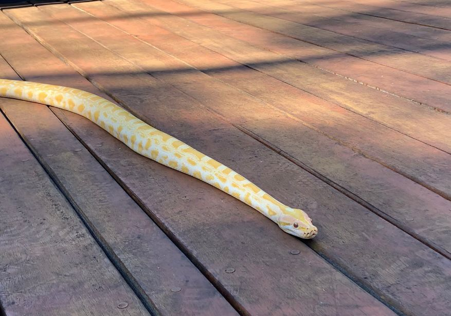 Píton tomando banho de sol no Bioparque Pantanal