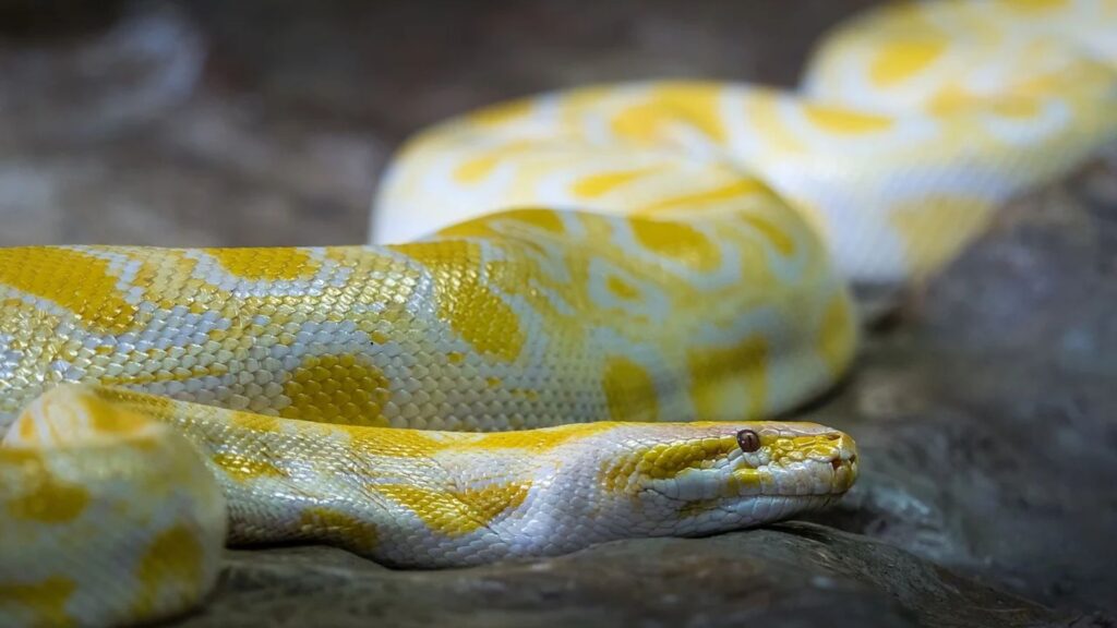 Píton albina como a do Bioparque Pantanal - (Foto: Pixabay)