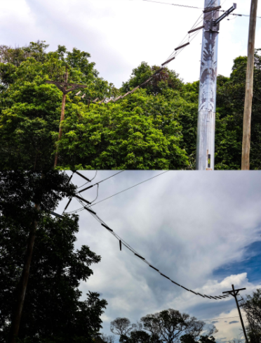 Macaquinhos Campo Grande