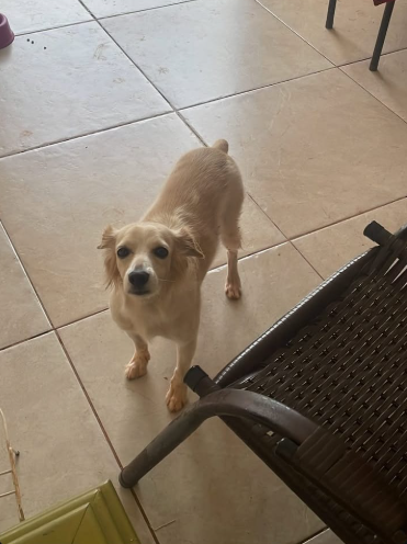 Roberta após ser recusada no pet shop nesta terça - (Foto: Arquivo Pessoal) cadela