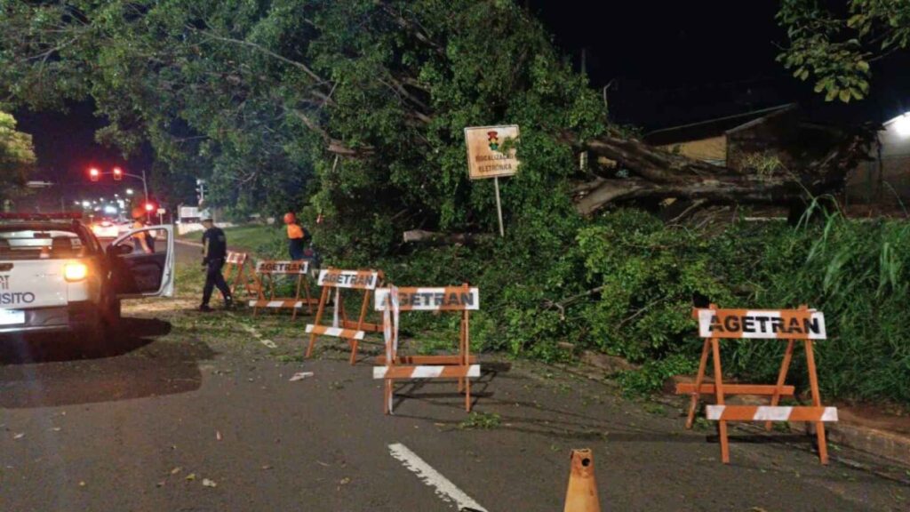 Rua interditada após queda de árvore