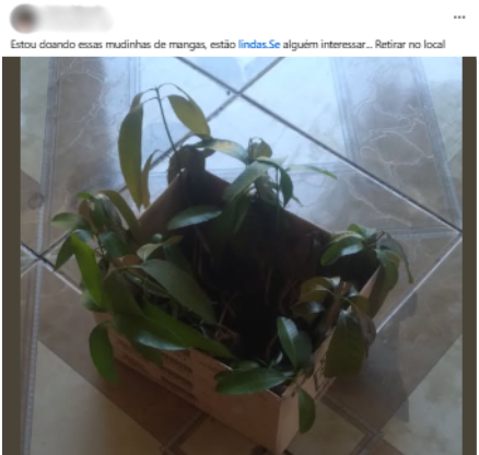 grupo desapego