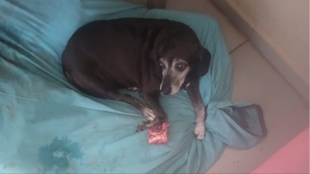neguinha cachorra